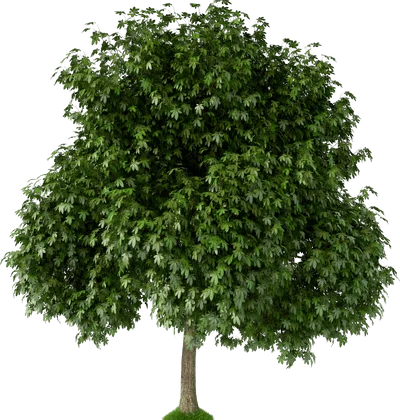 Landscape tree
